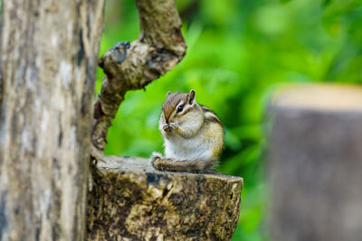 Close-up of squirrel on tree trunk