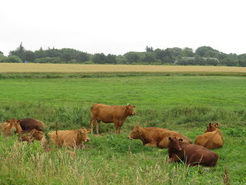Horses in a field