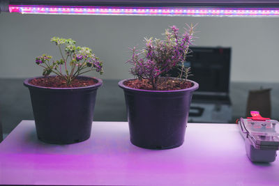 Close-up of potted plant on table at home