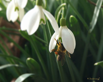 Close-up of insect on plant