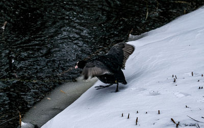 High angle view of birds on snow covered land