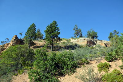 Trees and plants against blue sky