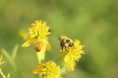 A bumblebee and a beetle foraging on goldenrod flowers