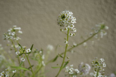 Close-up of white flowering plant