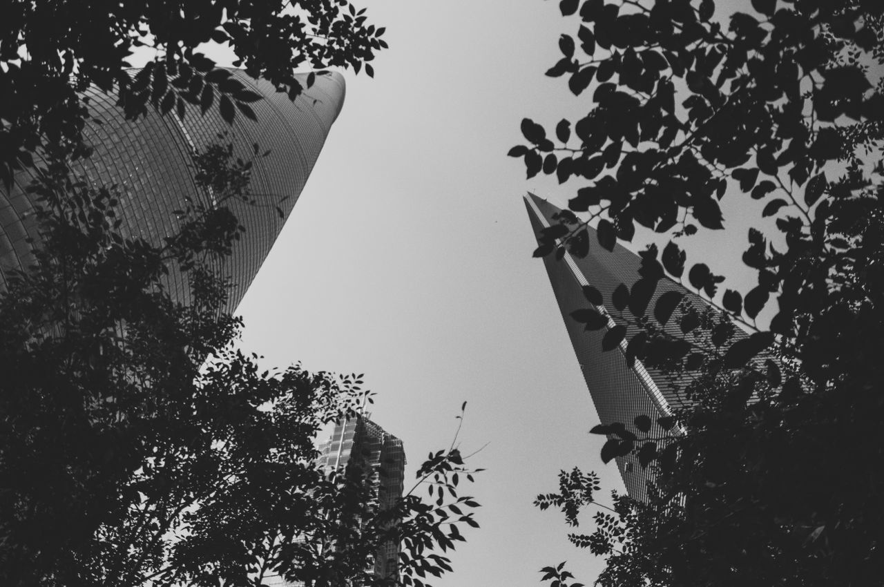 LOW ANGLE VIEW OF SILHOUETTE TREES AGAINST BUILDING