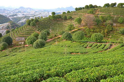 Scenic view of agricultural field