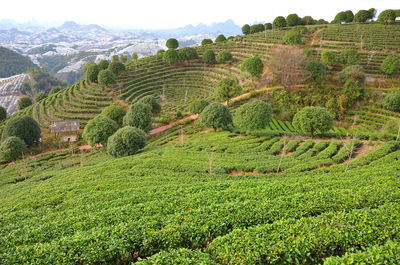 Tea farm in the mountains of guangxi, china