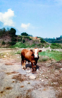 Cow standing in a field