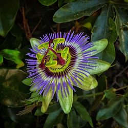 Close-up of purple flower