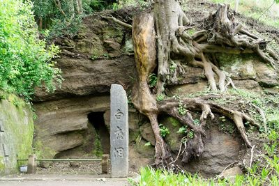 Trees growing on rock