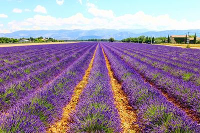 Scenic view of lavender field against sky