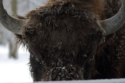 Close-up of bison