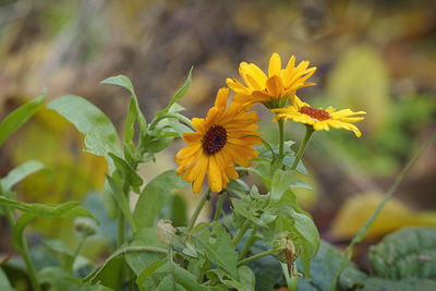 Close-up of yellow flowering plant