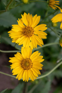 Close-up of yellow flowering plant