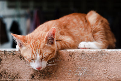 Close-up of cat sleeping