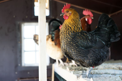 Low angle view of hen at barn