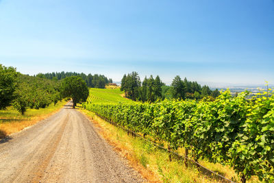 Road amidst agricultural field against sky