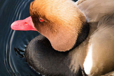 Close-up of a bird