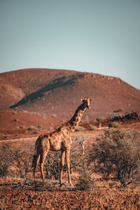 Side view of horse on field against clear sky