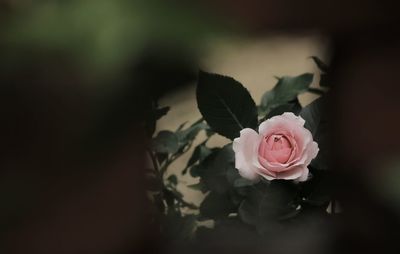 Close-up of rose roses