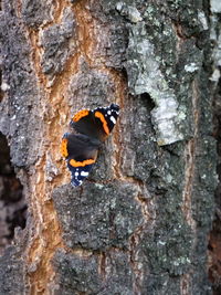 Close-up of butterfly on rock