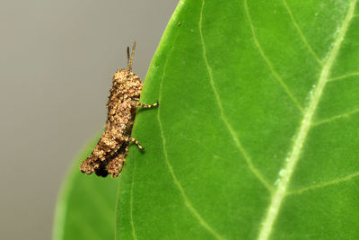 Close-up of insect on leaf