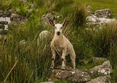 Sheep in field