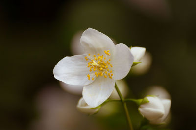 Close-up of white flowers blooming outdoors