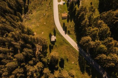 High angle view of trees along road in forest
