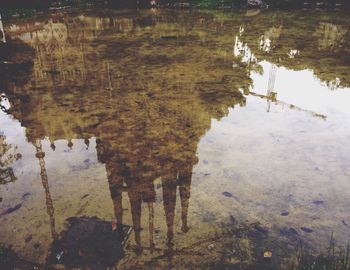 Reflection of trees in puddle