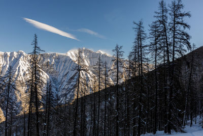 Bare trees on snowcapped mountain against sky