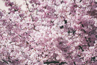 Close-up of pink cherry blossom tree