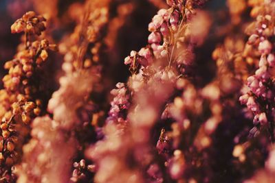 Close-up of cherry blossoms blooming outdoors