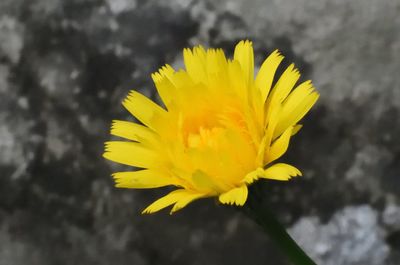 Close-up of yellow flower