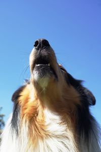 Close-up of a dog against blue sky