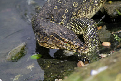 High angle view of lizard on rock