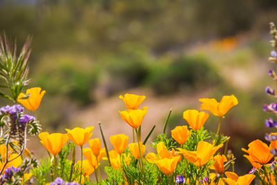 Close-up of yellow flowering plants on field