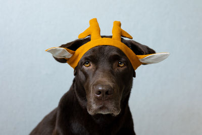 Chocolate labrador retriever dog in orange ears on the head.  clothes for dogs.  carnival, halloween