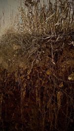 Full frame shot of dry plants on field