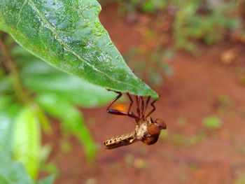 Close-up of insect on leaf