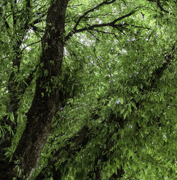 View of trees in forest