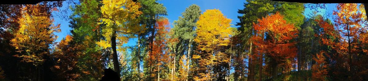 Low angle view of autumn trees against sky