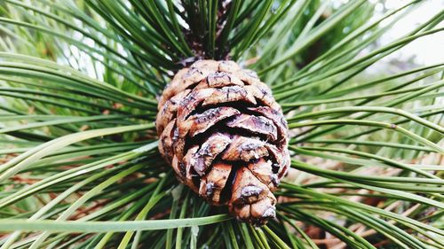 Close up of pine cone