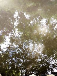 Low angle view of trees in forest