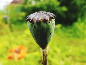 Close-up of poppy bud growing on field