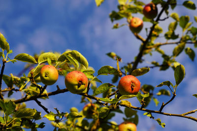 Low angle view of fruits on tree