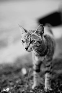 Close-up of a cat looking away