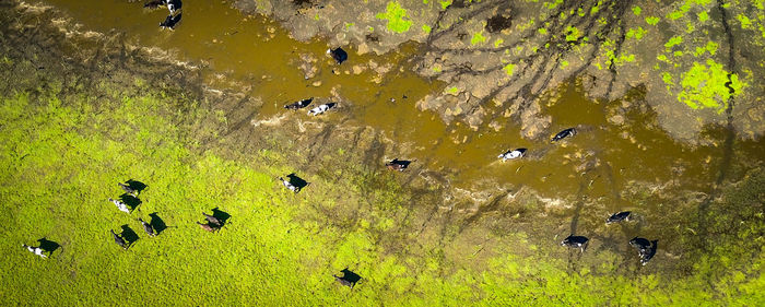 High angle view of birds on land