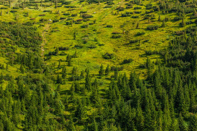 High angle view of pine trees in forest