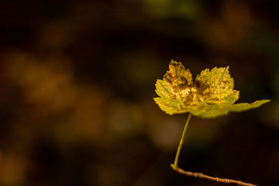 Close-up of yellow leaf on field